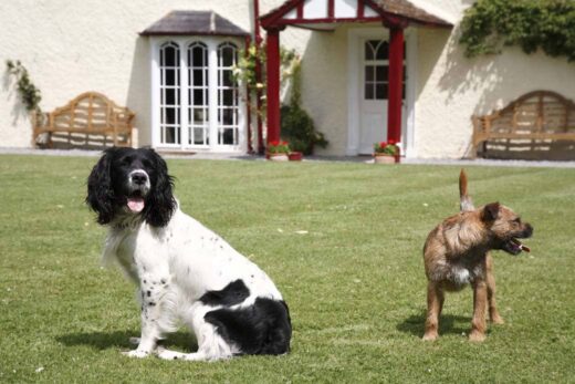 cossington park estate welcomes dogs