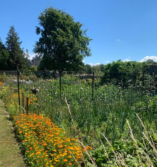 Vegetable Garden at Cossington