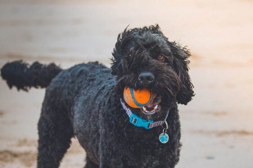 Black Dog on Dog friendly beach