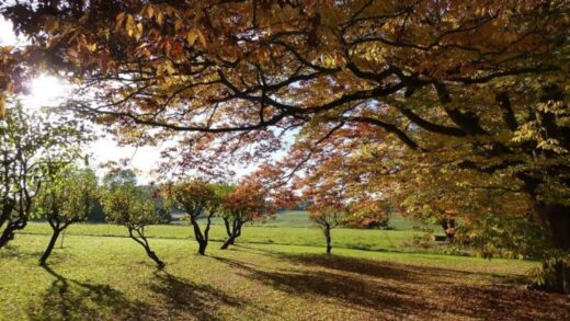 Enjoy a Somerset Autumn Holiday at Cossington Park